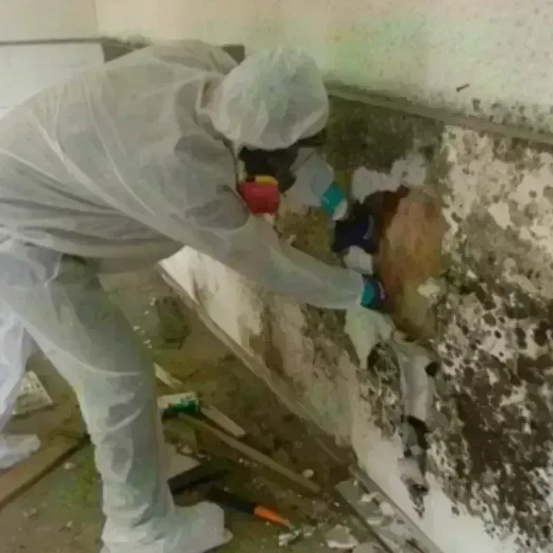 Mold Remediation and Removal in Ferndale, PA